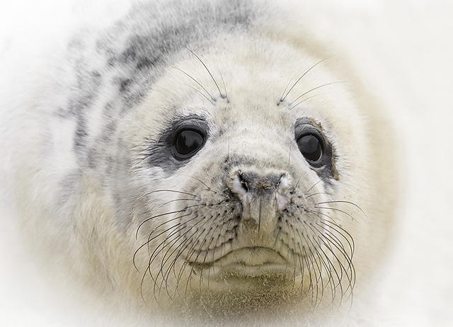 Seals of Donna Nook